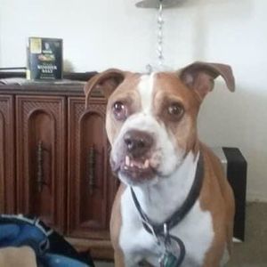 Meet your Posher, Allen gene